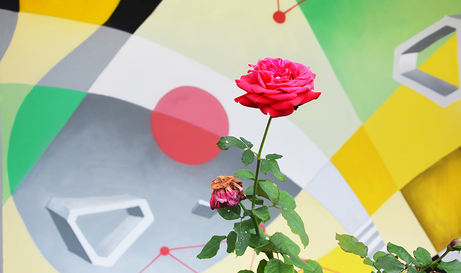 mur, rose, fleur, graffiti, fresque, composition, mélange, végétaux